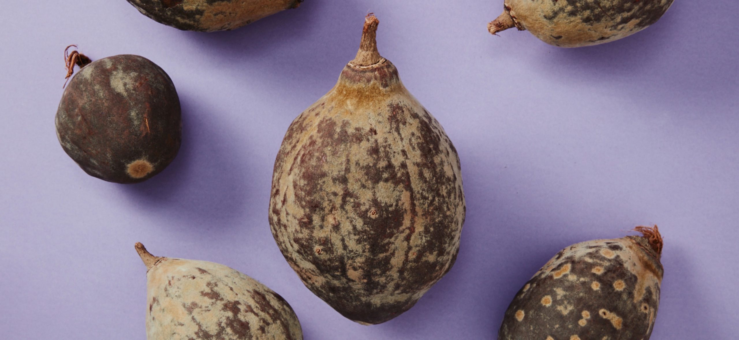 Bild från ovanifrån på den Afrikanska baobabfrukten med hälsosamma effekter som används till nya och nyttiga livsmedel mot lila bakgrund.