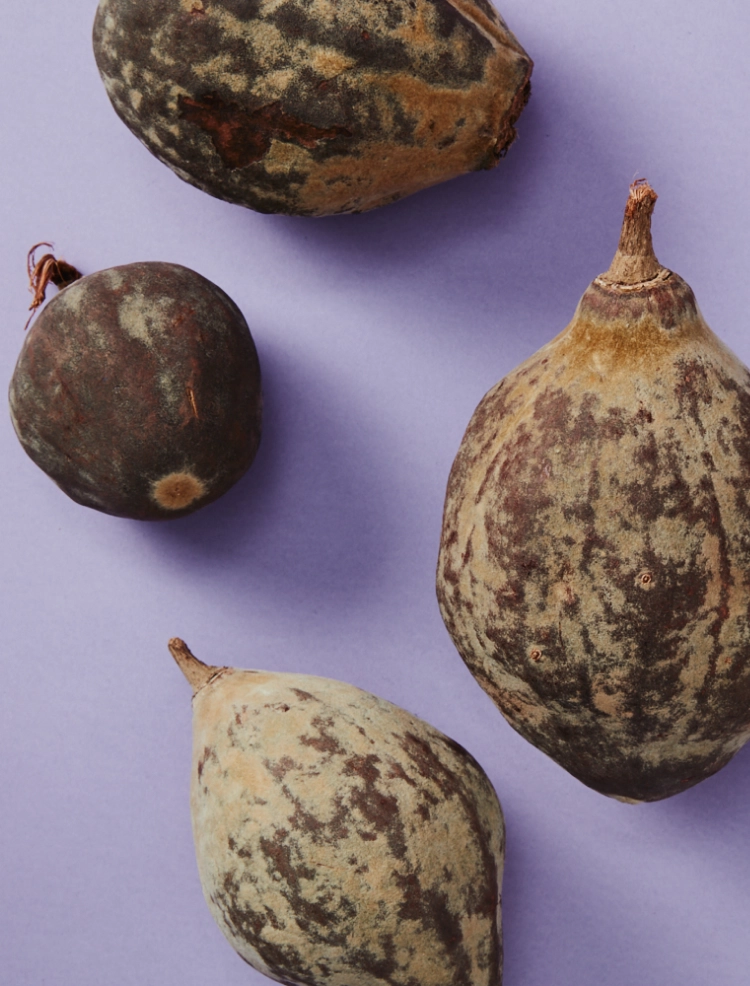 Bild från ovanifrån på den Afrikanska baobabfrukten med hälsosamma effekter som används till nya och nyttiga livsmedel mot lila bakgrund.
